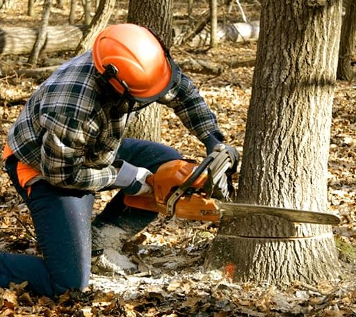 Tree Removal in Bivins, TX
